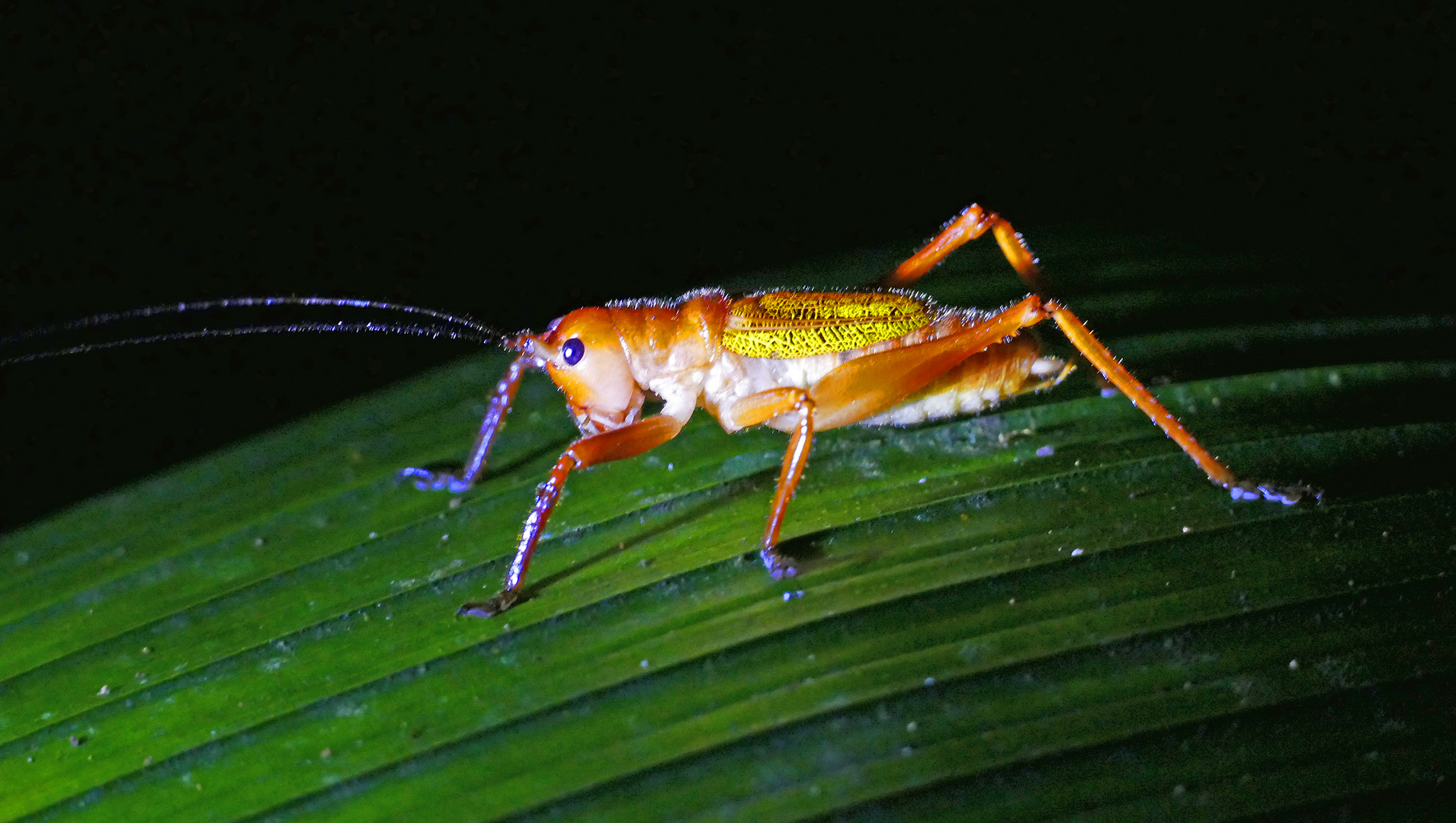 Nachtleben im Regenwald 3