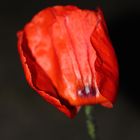 ´Nacht´Mohn ... ´12