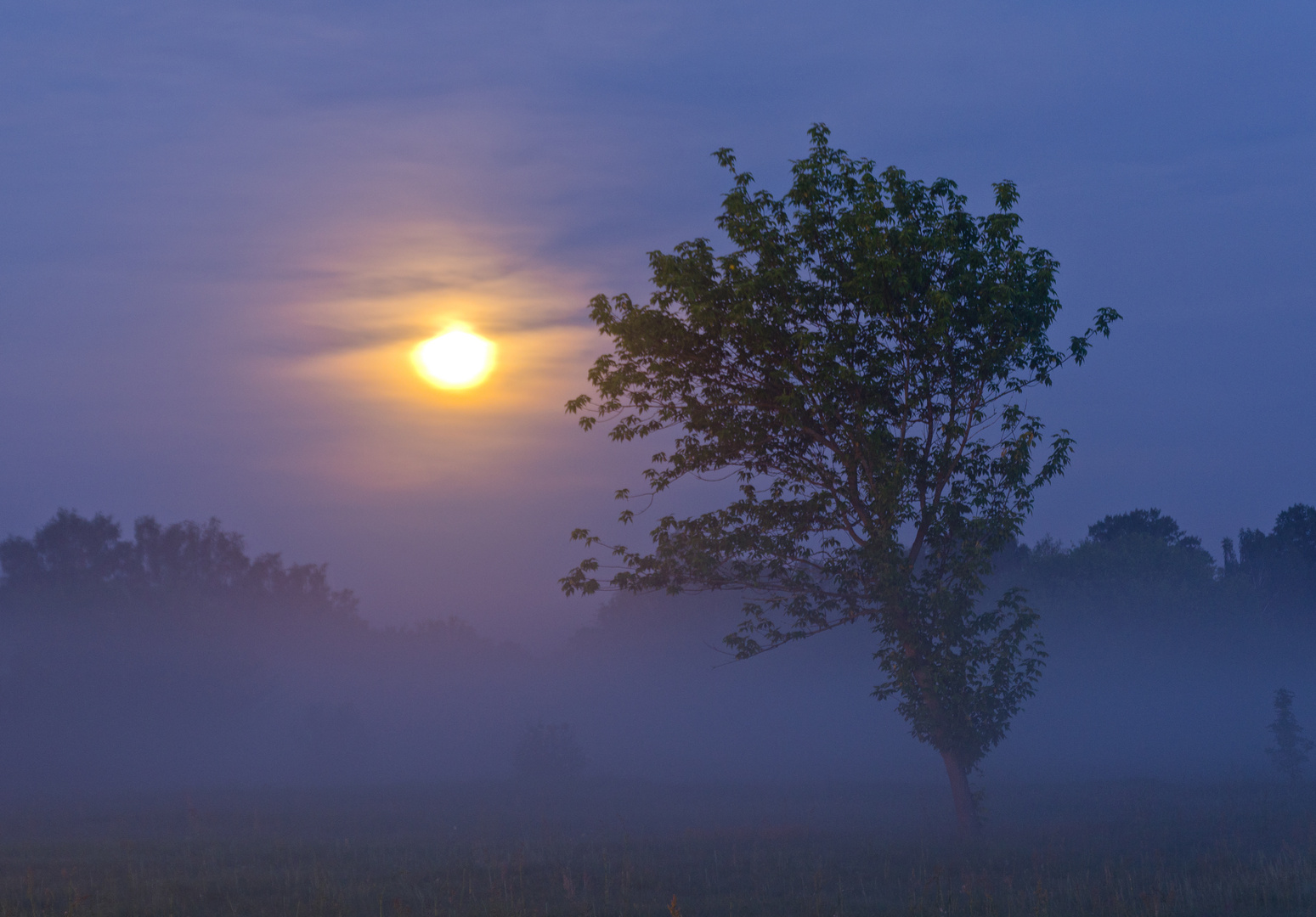 Nachtnebel