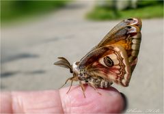 Nachtpfauenauge männlich