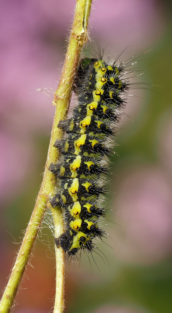 Nachtpfauenaugen Raupe