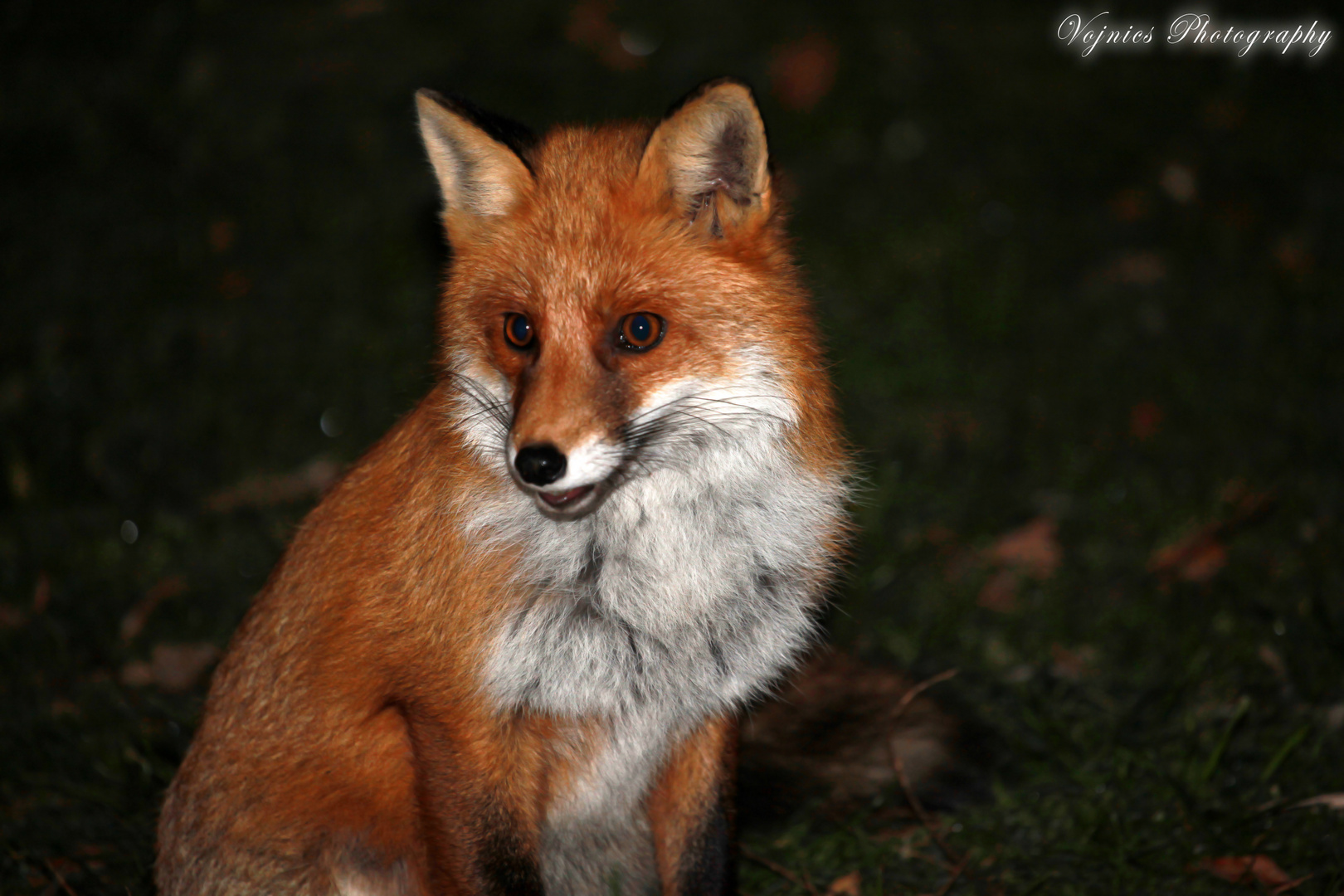 Nachtportrait