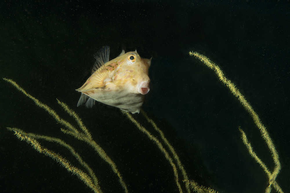 Nachtportrait vor Musandam