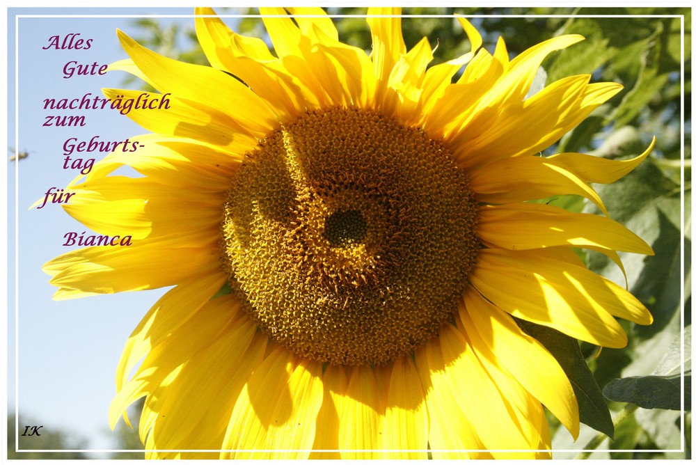 Nachtragliche Geburtstagsgrusse Fur Bianca Foto Bild Pflanzen Pilze Flechten Bluten Kleinpflanzen Sonnenblumen Bilder Auf Fotocommunity