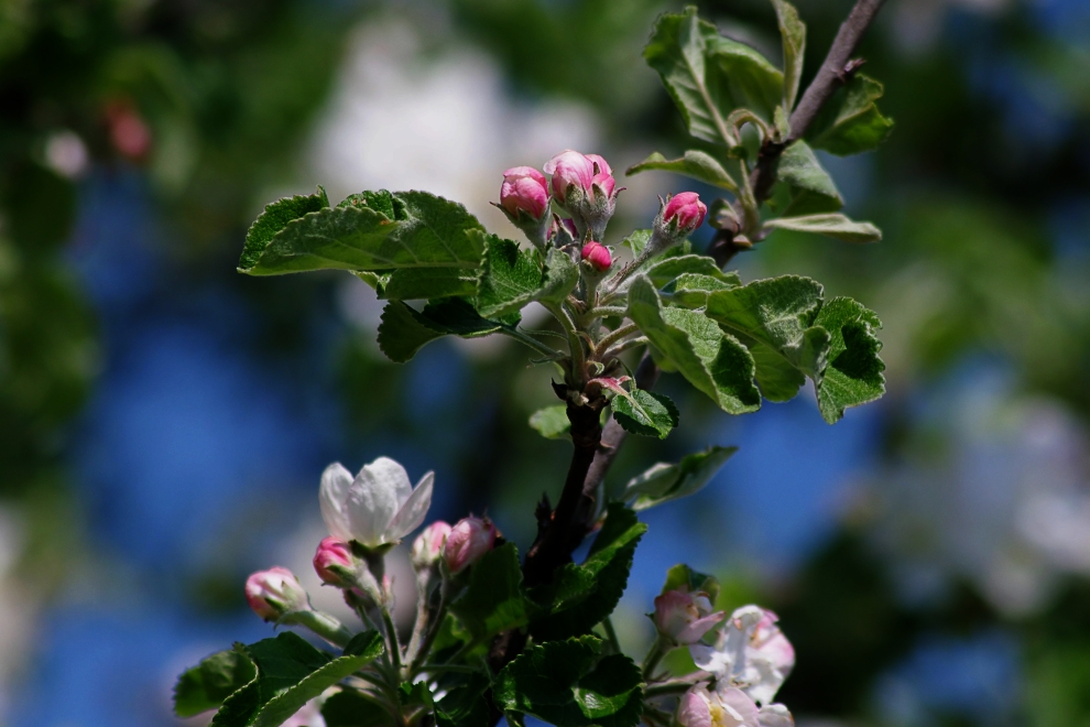 Nachtrag: Apfelblüten