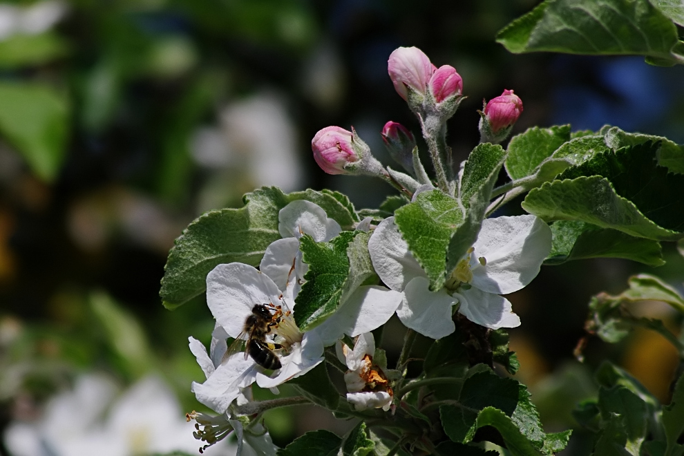 Nachtrag: Apfelblüten, da war noch wer...