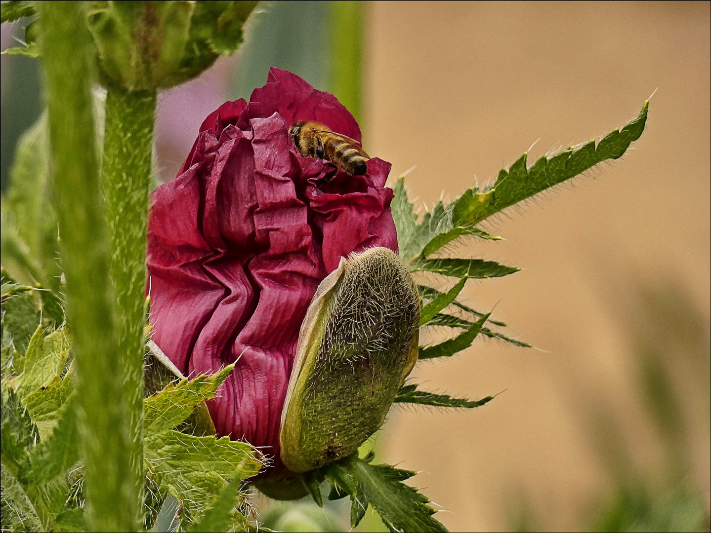 ??? Nachtrag: Es ist Mohn 