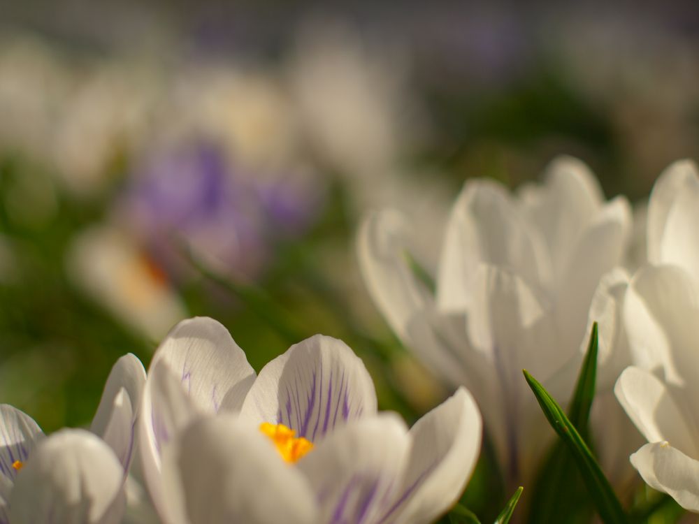 Nachtrag zum Frühling