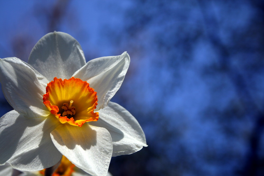 ........nachtrag zum frühling.......