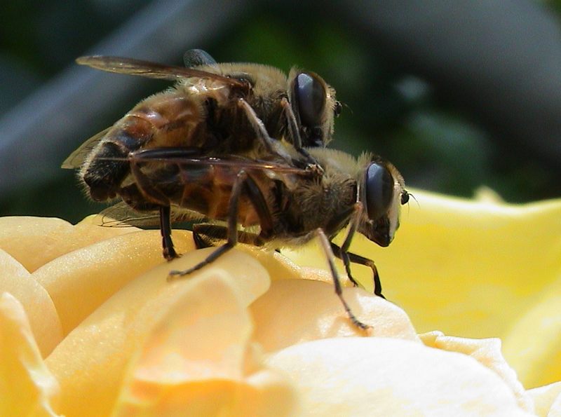 "Nachtrag" zum Projekt: Love is in the (H)air