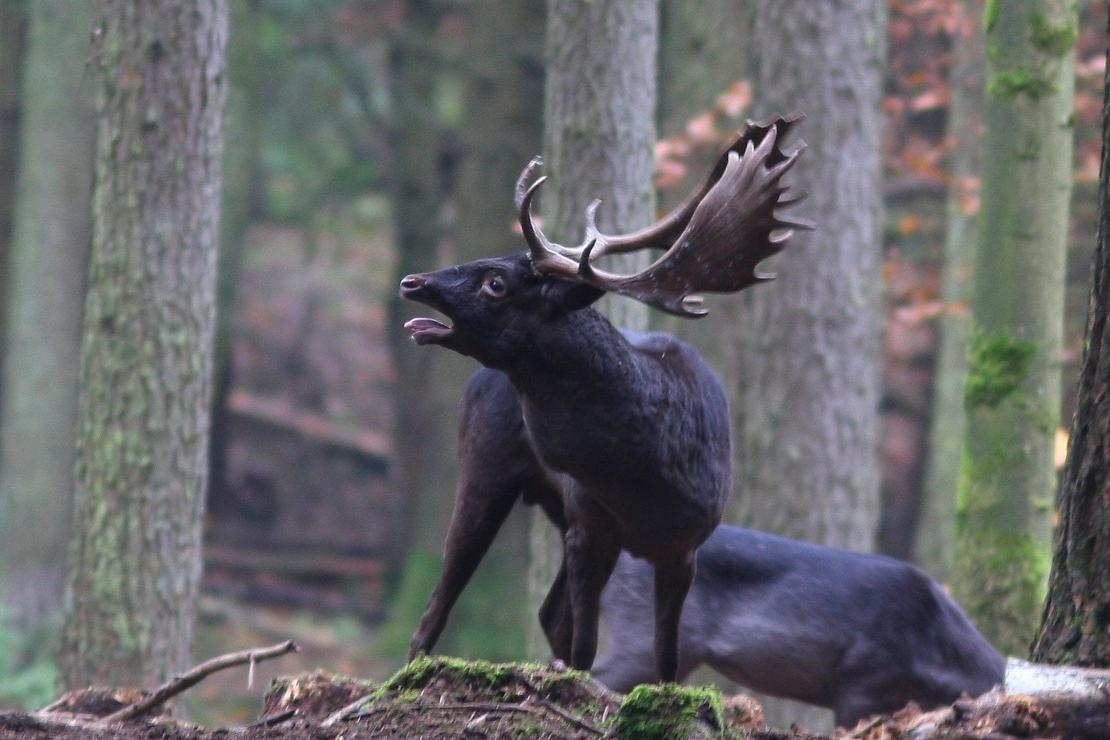 Nachtrag zur Damwildbrunft 2009