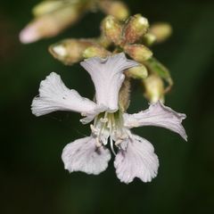 Nachtrag zur Pechnelke (Silene viscaria): ein Albino! (1)