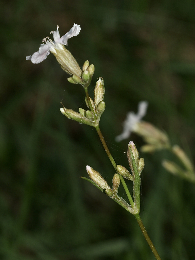 Nachtrag zur Pechnelke (Silene viscaria): ein Albino! (2)