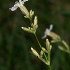 Nachtrag zur Pechnelke (Silene viscaria): ein Albino! (2)