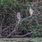 Nachtreiher Alt- und Jungvogel