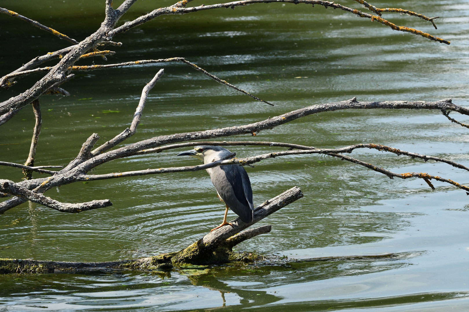 Nachtreiher am Altmühlsee