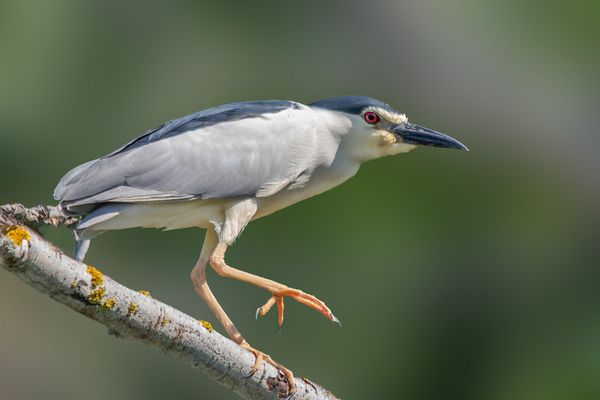 Nachtreiher am Theißsee