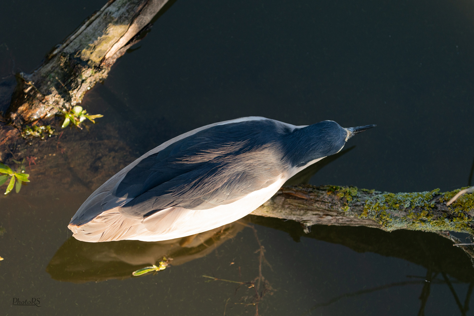 Nachtreiher aus der "Vogelperspektive"