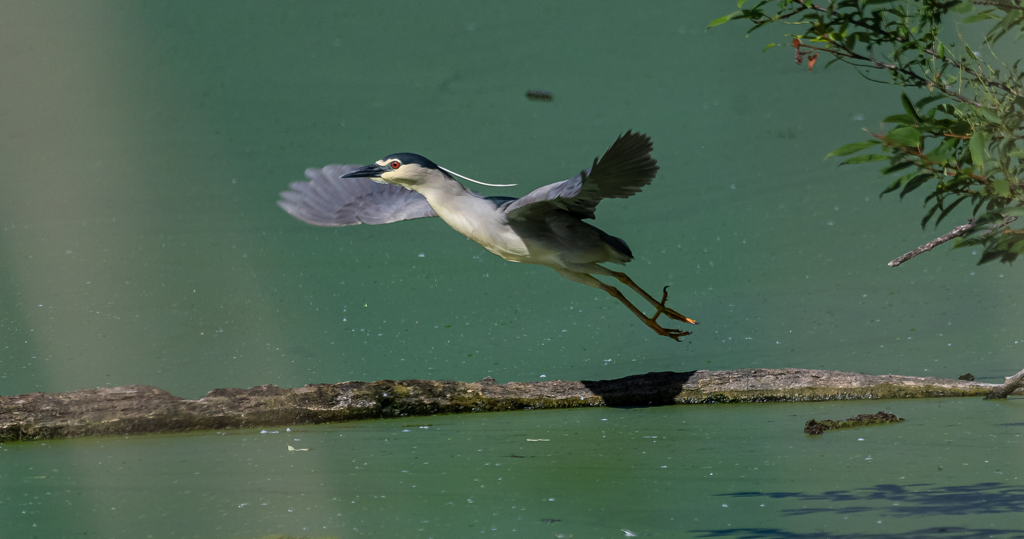 Nachtreiher beim Abflug