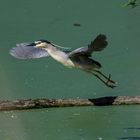 Nachtreiher beim Abflug