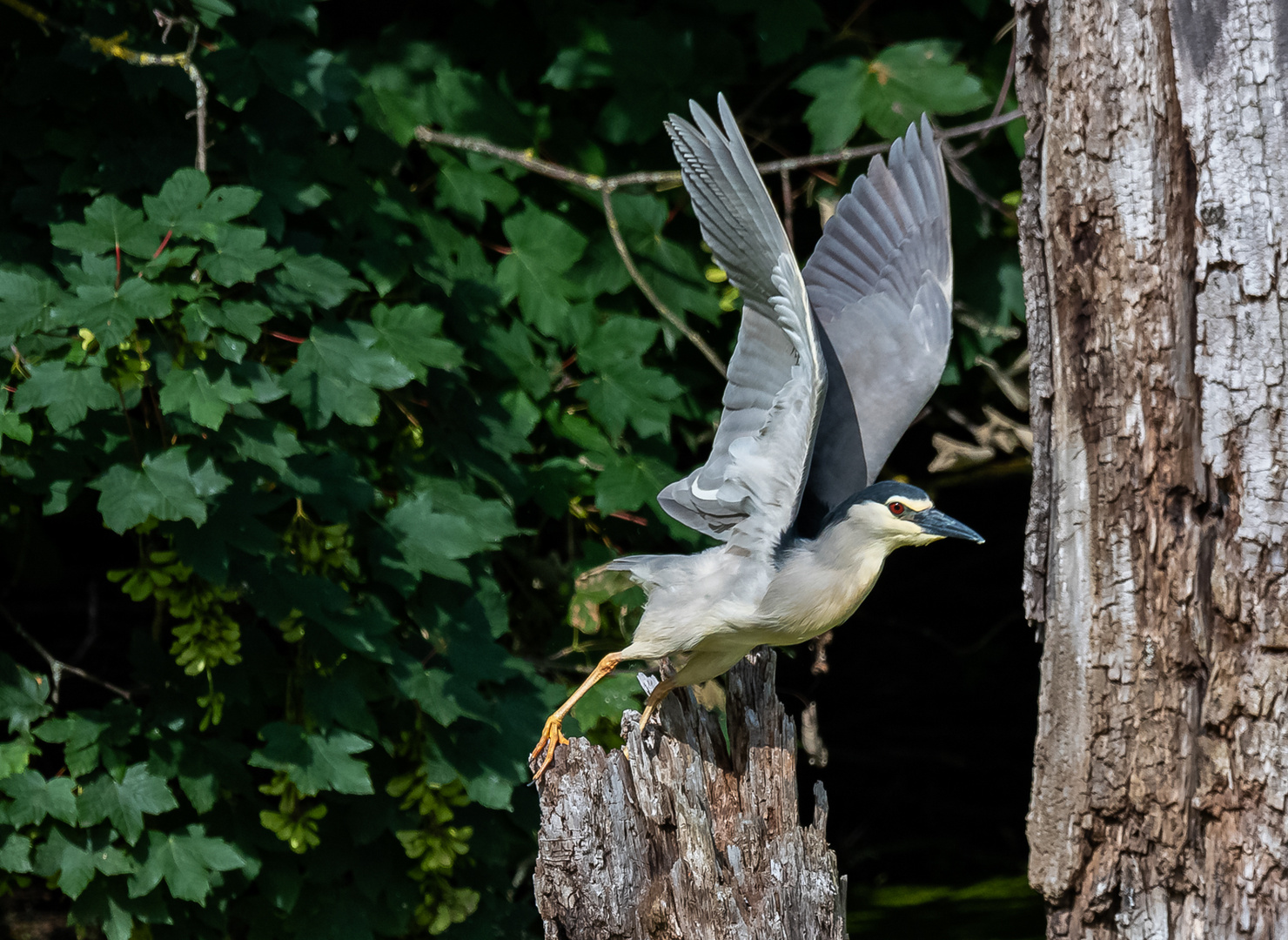 Nachtreiher beim Abflug