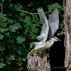 Nachtreiher beim Abflug