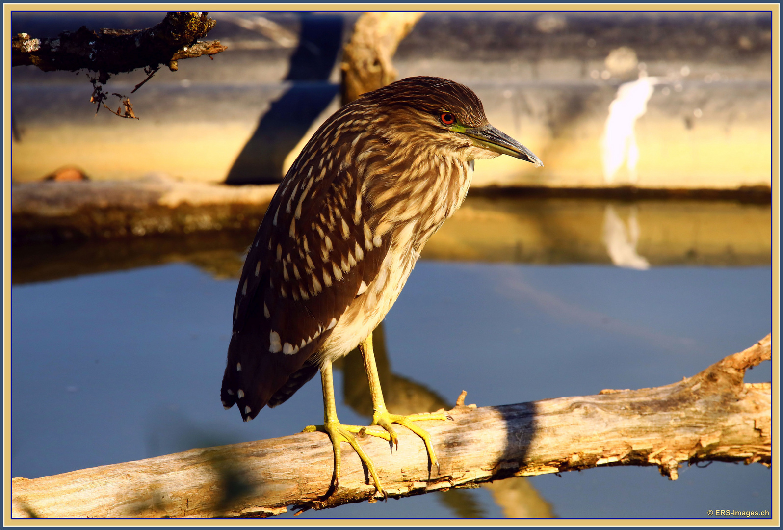 Nachtreiher, Bihoreau gris, Klingnauer Stausee CH 2025-10-02 127 (26) B ©