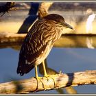 Nachtreiher, Bihoreau gris, Klingnauer Stausee CH 2025-10-02 127 (26) B ©