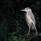 Nachtreiher / Black-crowned night heron