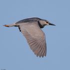 Nachtreiher / Black-crowned night heron