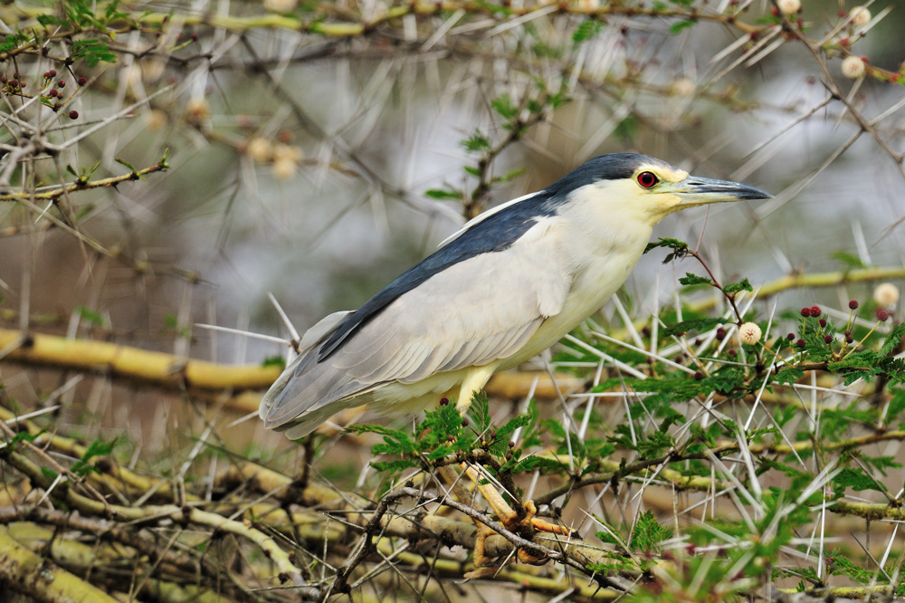 Nachtreiher / Black-crowned Night Heron (Nycticorax nycticorax)