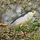 Nachtreiher / Black-crowned Night Heron (Nycticorax nycticorax)