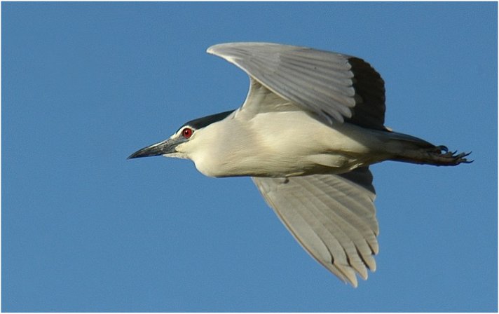 Nachtreiher (Camargue)