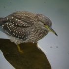 Nachtreiher (Digiscoping)