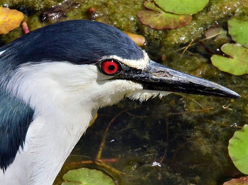 Nachtreiher - Gruga, Essen