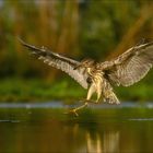 Nachtreiher im Anflug