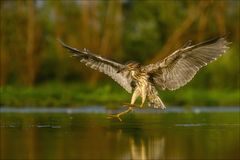 Nachtreiher im Anflug