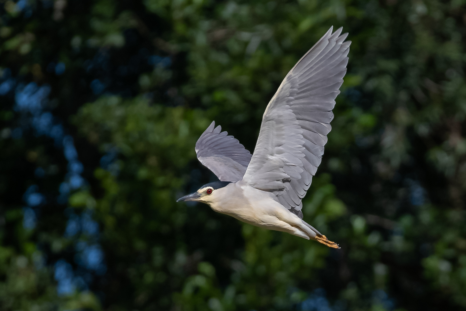 Nachtreiher im Flug