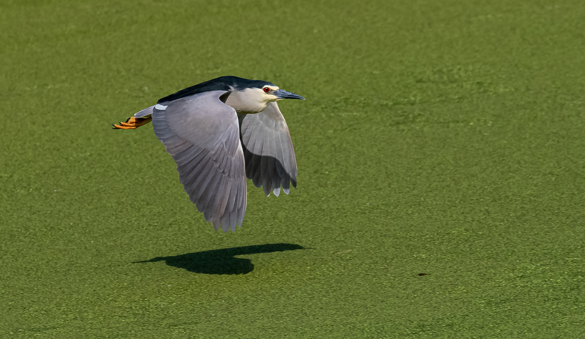 Nachtreiher im Flug ...