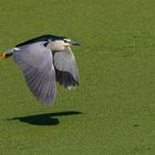 Nachtreiher im Flug ...