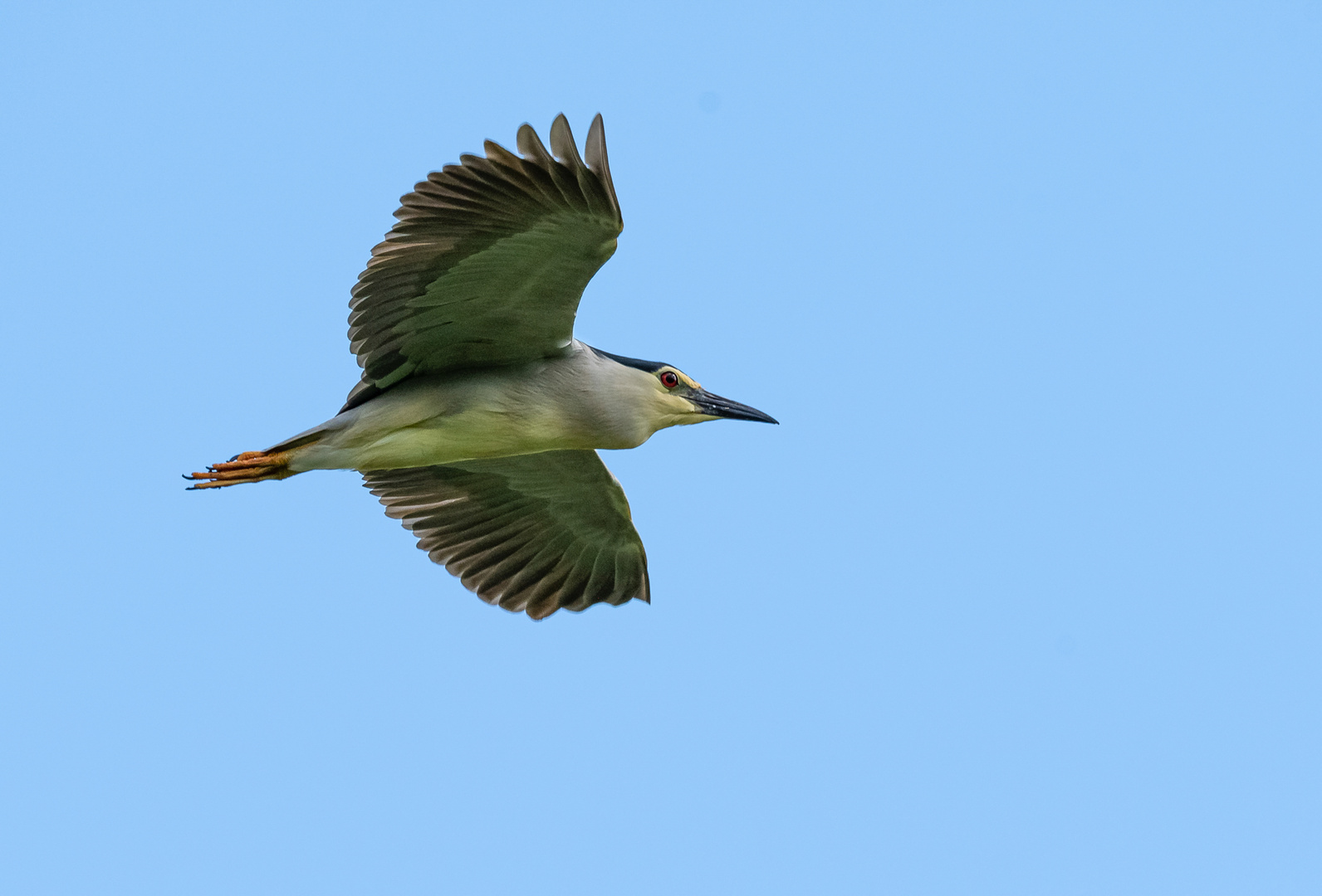 Nachtreiher im Flug