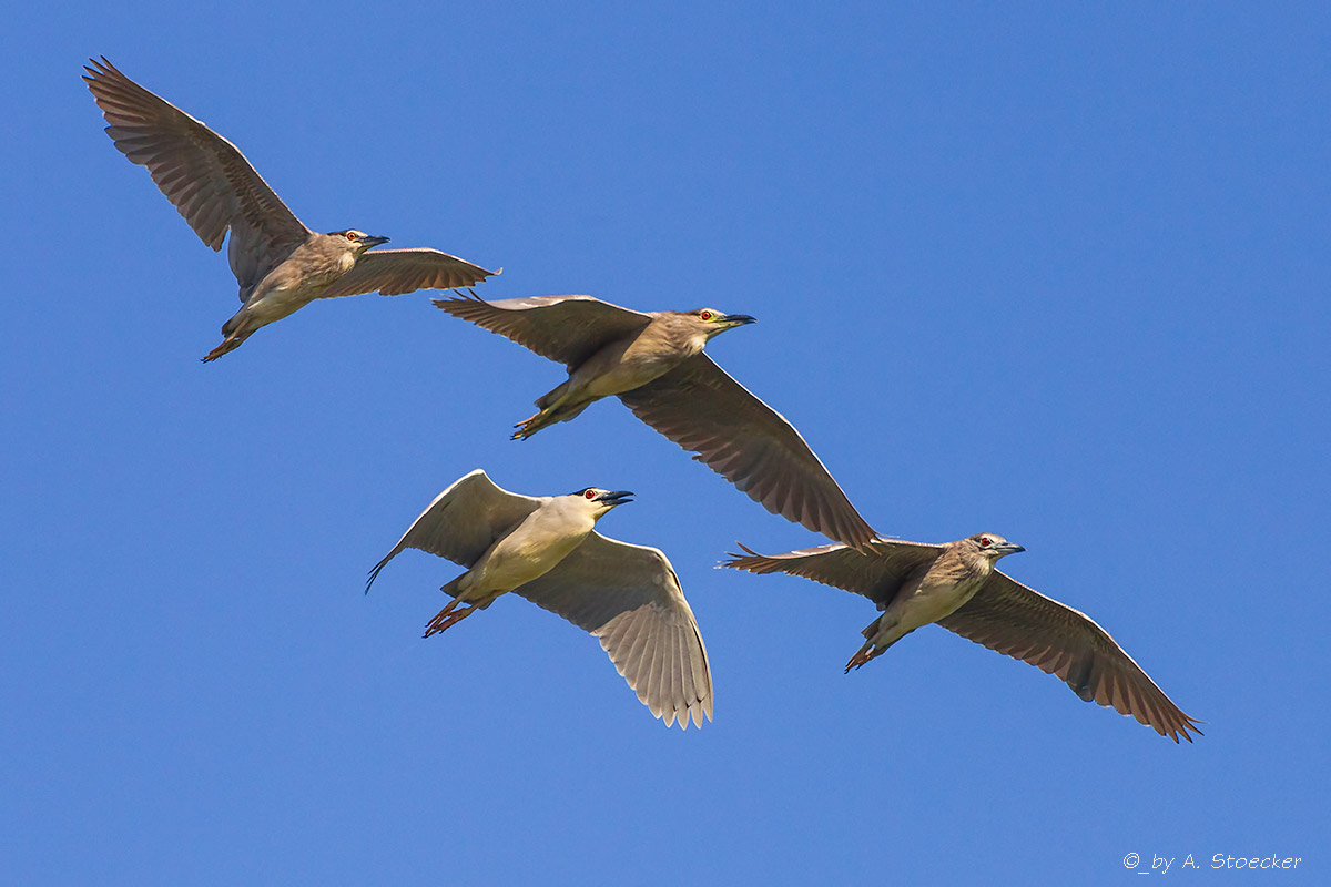 Nachtreiher im Formationsüberflug