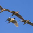 Nachtreiher im Formationsüberflug