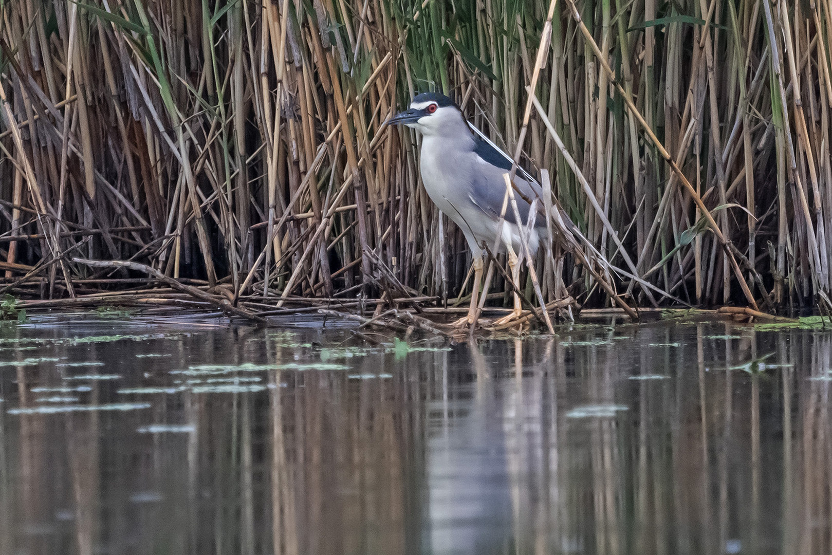 Nachtreiher im Theißsee