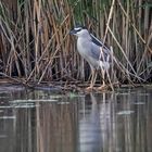 Nachtreiher im Theißsee