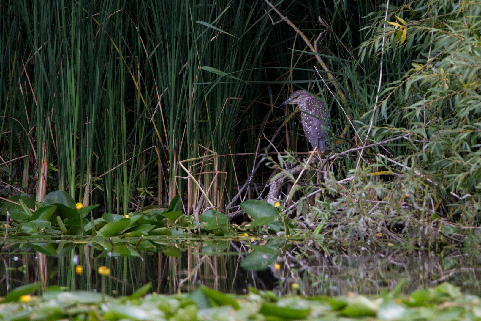 Nachtreiher im Versteck