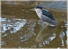 Nachtreiher im Wasser