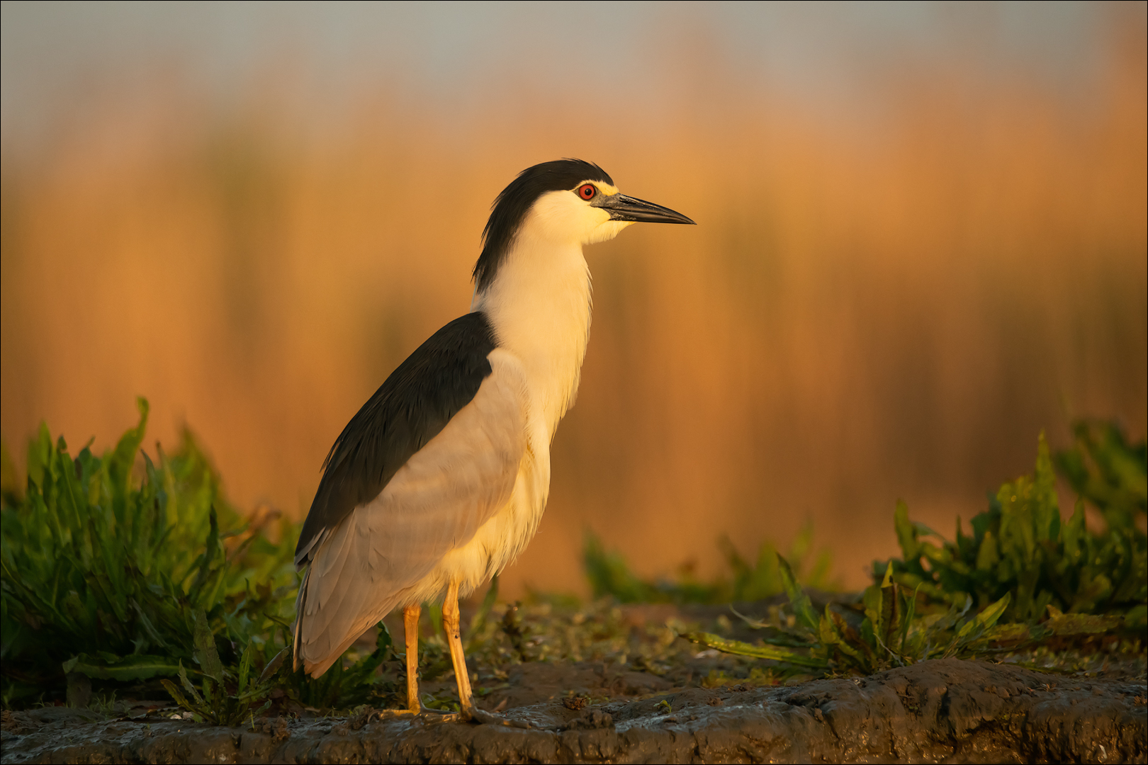 Nachtreiher in der Morgensonne