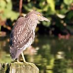 NACHTREIHER - JUNGVOGEL