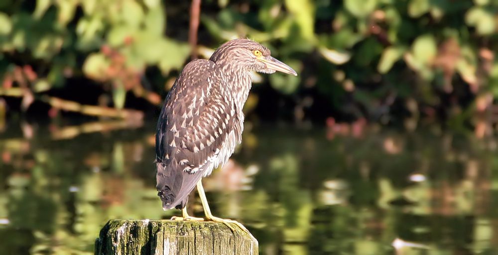 NACHTREIHER - JUNGVOGEL